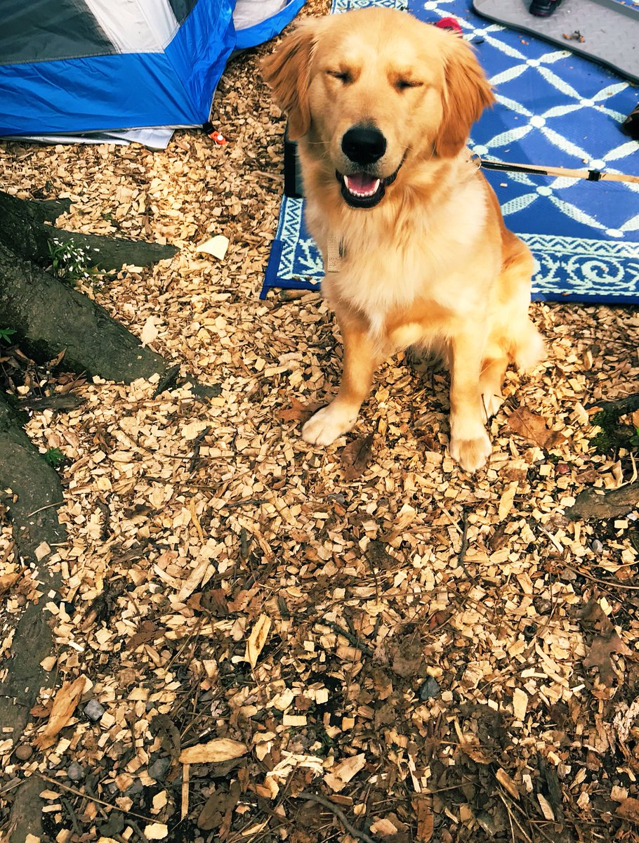 PuppyLondonIV's tweet photo. WE ARE HERE AND I AM SO HAPPY THE HUMANS TOOK ME TO A STICK FARM!!!! #SoManySticks #PuppyLondon https://t.co/bAodFQRkg5