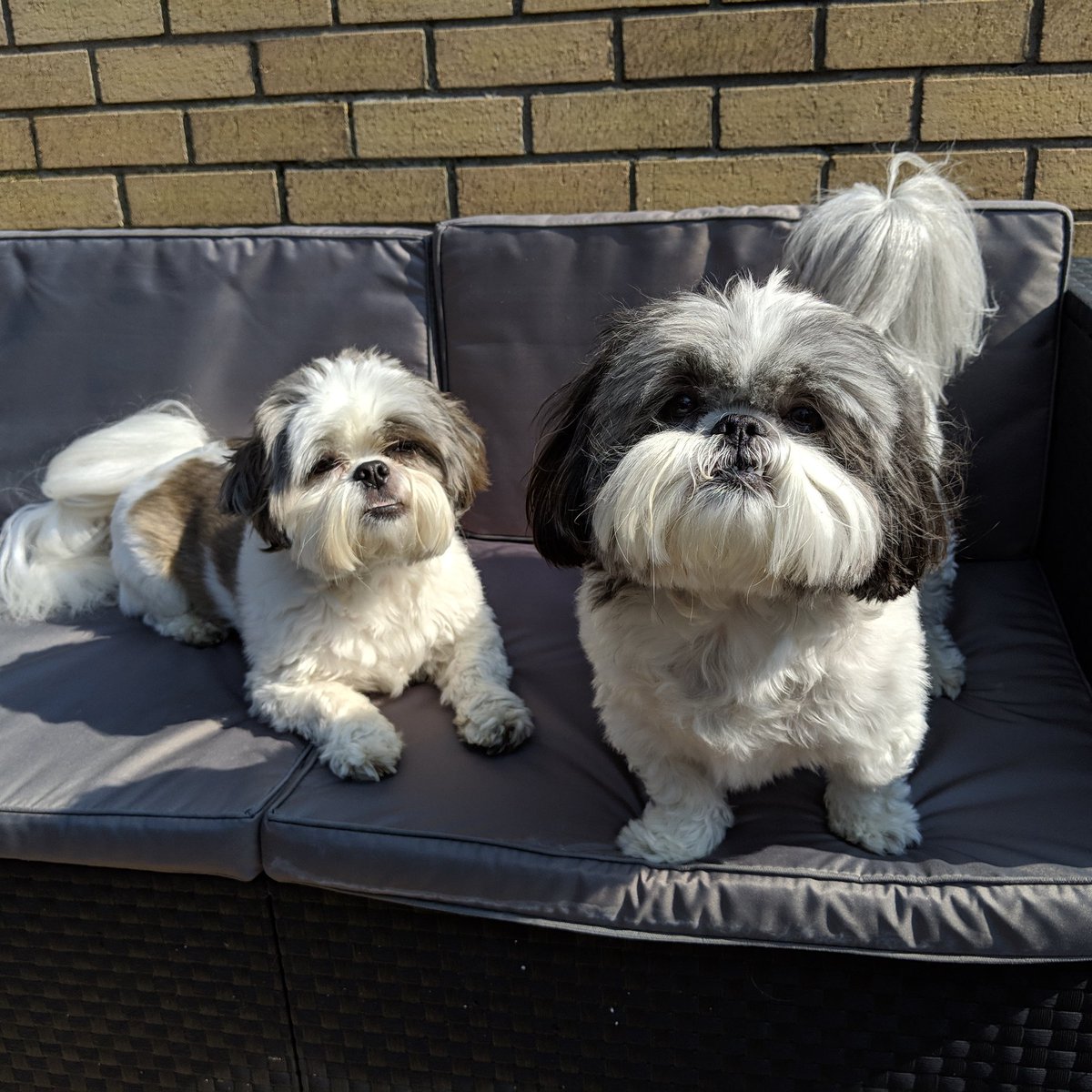 AShihTzuLife's tweet photo. Sitting out enjoying the sunshine 🌞🌞 https://t.co/R6ycyiEMOy