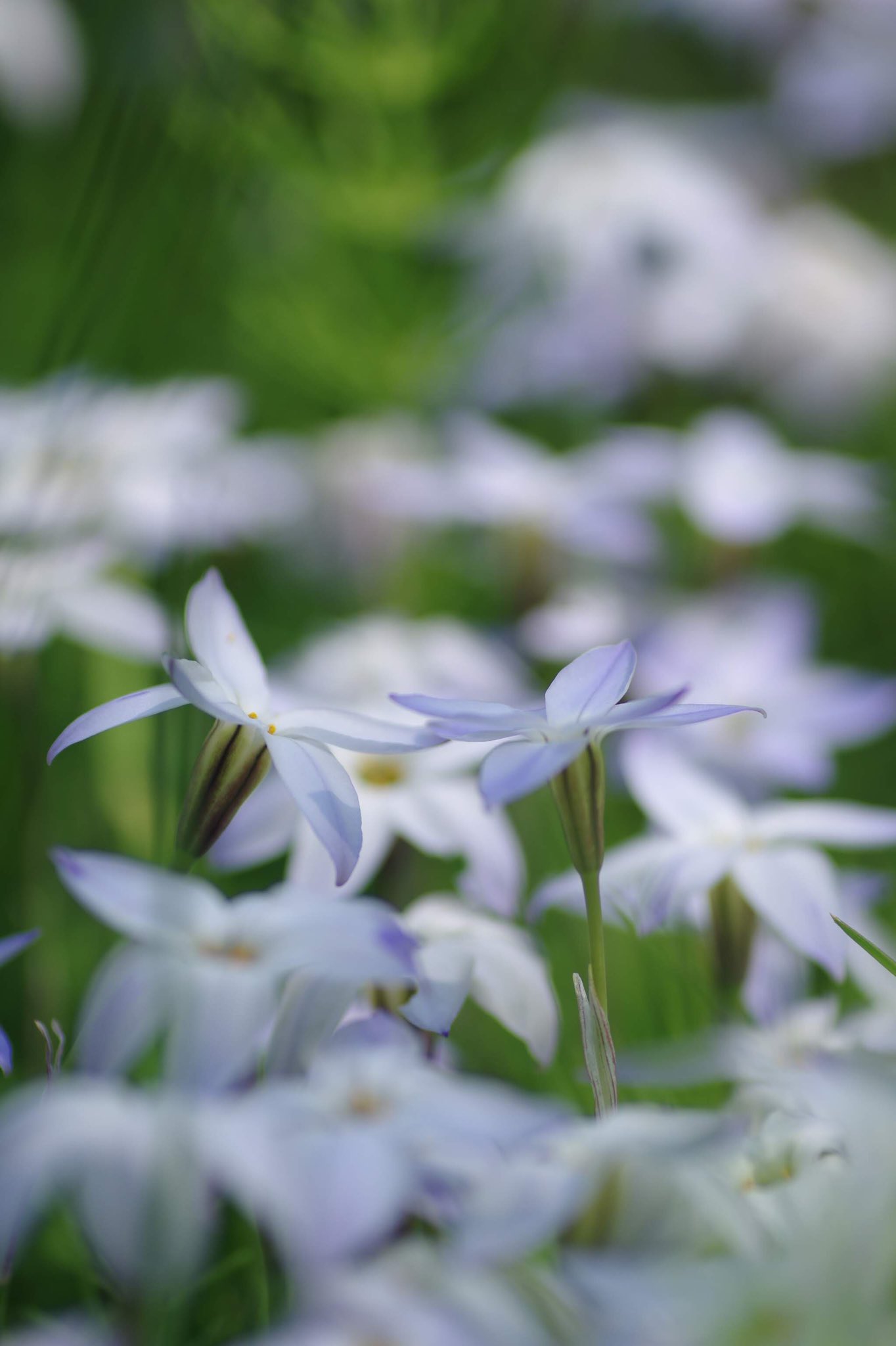 Ottso 花韮 ハナニラ 日本の名前は匂いから 方や英語名はspring Starflower 春に咲く星の花 コレは 言わずもがなのセンスの差 万博公園 Flowers 花 私の花の写真 花のある風景 カメラ散歩 散歩フォト ファインダー越しの私の世界 Ottso 花韮 ハナニラ 日本の名前は匂いから 方や英語名はspring Starflower 春に咲く星の花 コレは 言わずもがなのセンスの差 万博公園 Flowers 花 私の花の写真 花のある風景 カメラ散歩 散歩フォト ファインダー越しの私の世界