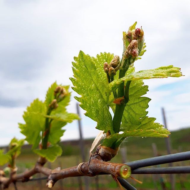 standreawine's tweet photo. Nature awakes and the vintage starts 🙏🍇 #boldogsagos #vineyard #volcanic #soil #terroir #grandsuperior #egricsillag #eger #egerwineregion #egerwine #beautiful #nature #season #vintage #start #wonderful #blessed https://t.co/u0uMiueLJl