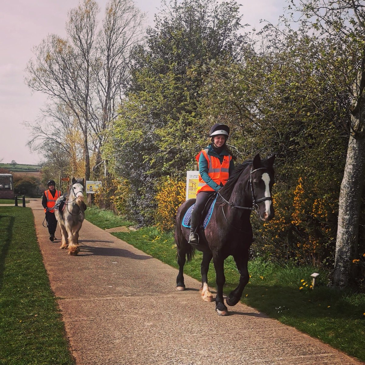 oaktreeanimals's tweet photo. Magic and Frodo were out and about today with the team working on their skills to give them the best chance of finding loving new homes. #training #rescuehorse #longreining #sunnydays #wednesdaywanders #carlisle #cumbria #oaktreeanimals https://t.co/o2WzPCobGf