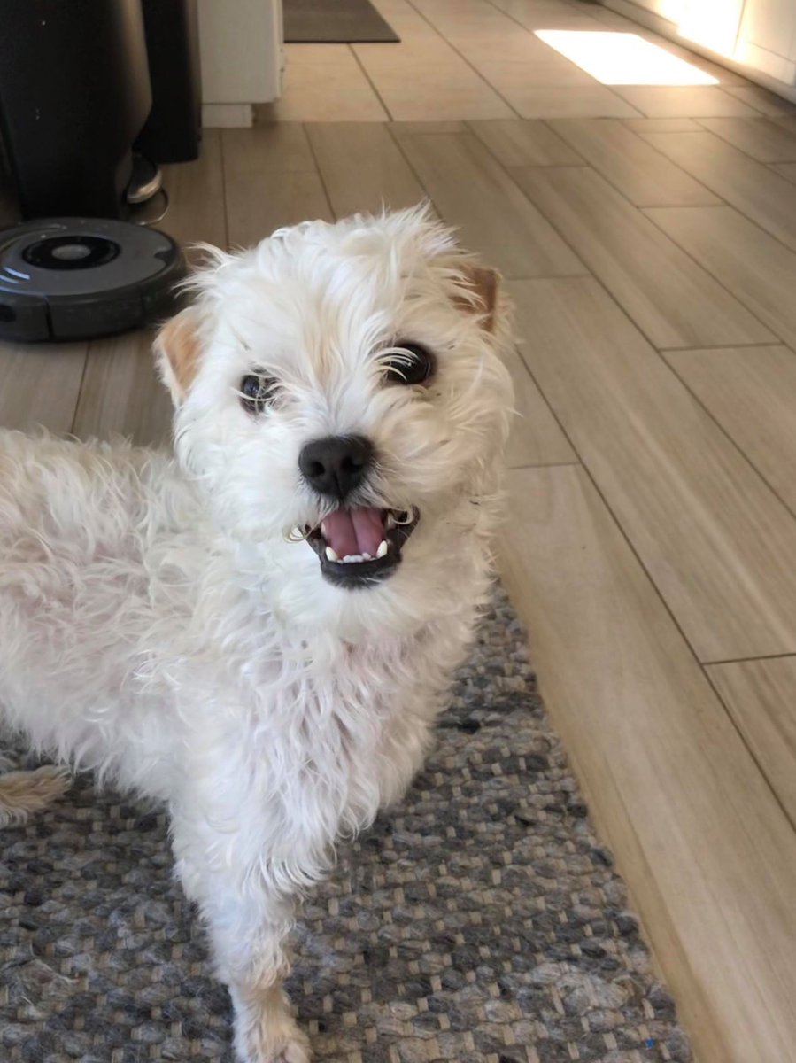 CoastalGroupOC's tweet photo. Pet Rescue Wednesday: Our current foster is this handsome dude, Mr. Snowflake. Look at what a difference love, care and rescue does for a pup! Reach out to @ICAREDogRescue  to get more information on adopting! #getcoastal #adoptdontshop #foster #rescue

https://t.co/YtP5xgQBKK https://t.co/J2jDmrt6S2