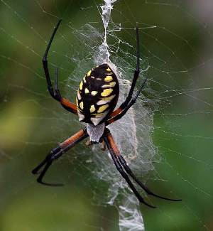 EyeOfTheFlyer's tweet image. Who doesn&apos;t love #SpiderSilk ;-) $KBLB &amp;amp; #NotreDame