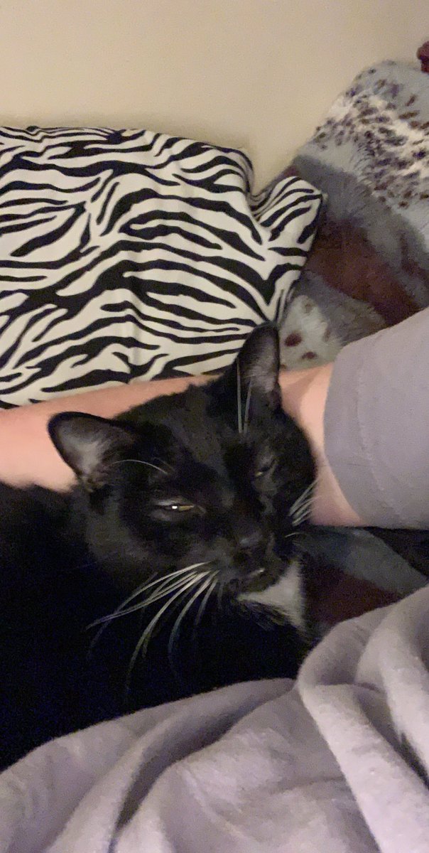 chloebrower24's tweet photo. 1 year ago today I adopted this handsome guy. Happy gotcha day Dave ❤️ https://t.co/WKTwou2IqH
