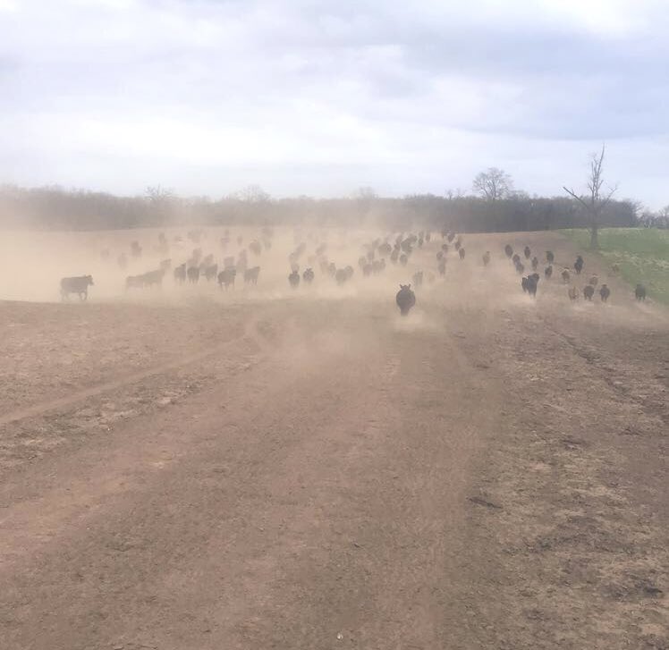 calebdo876's tweet photo. Can’t chase cows and not document it #sandyhell https://t.co/6YfCmHH5cO