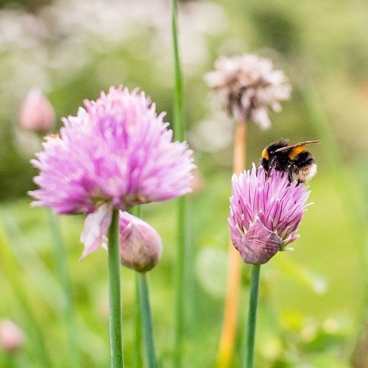 Capital_Growth's tweet photo. Some London GPs are ‘prescribing’ growing to improve the health of their patients. Find out more as we get ready for #BigDig2019 on 27 April!  #mentalhealth #wellbeing #london https://t.co/58foo4XTR0 @TreesforCities @urbangrowthlg @GardenRuskin @StMarysGarden @CranbrookCCFG https://t.co/TmB7YNOSIE