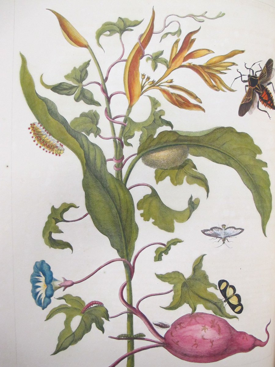 In each of Merian’s illustrations we see a carefully laid-out scene depicting the life cycles or metamorphoses of various insects and spiders- from egg through larva to pupa and finally adult