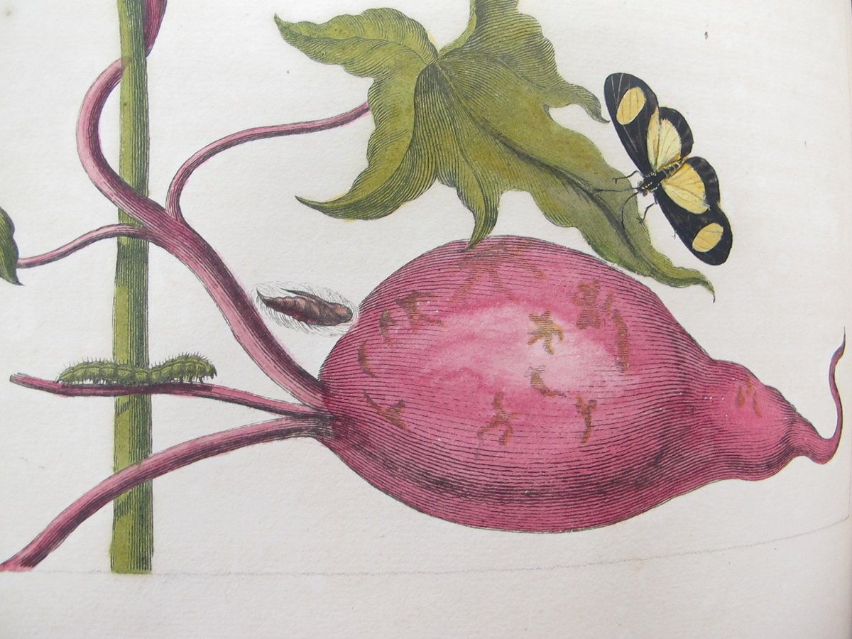 morethanadodo's tweet photo. In each of Merian’s illustrations we see a carefully laid-out scene depicting the life cycles or metamorphoses of various insects and spiders- from egg through larva to pupa and finally adult https://t.co/cNF2V3WF6q