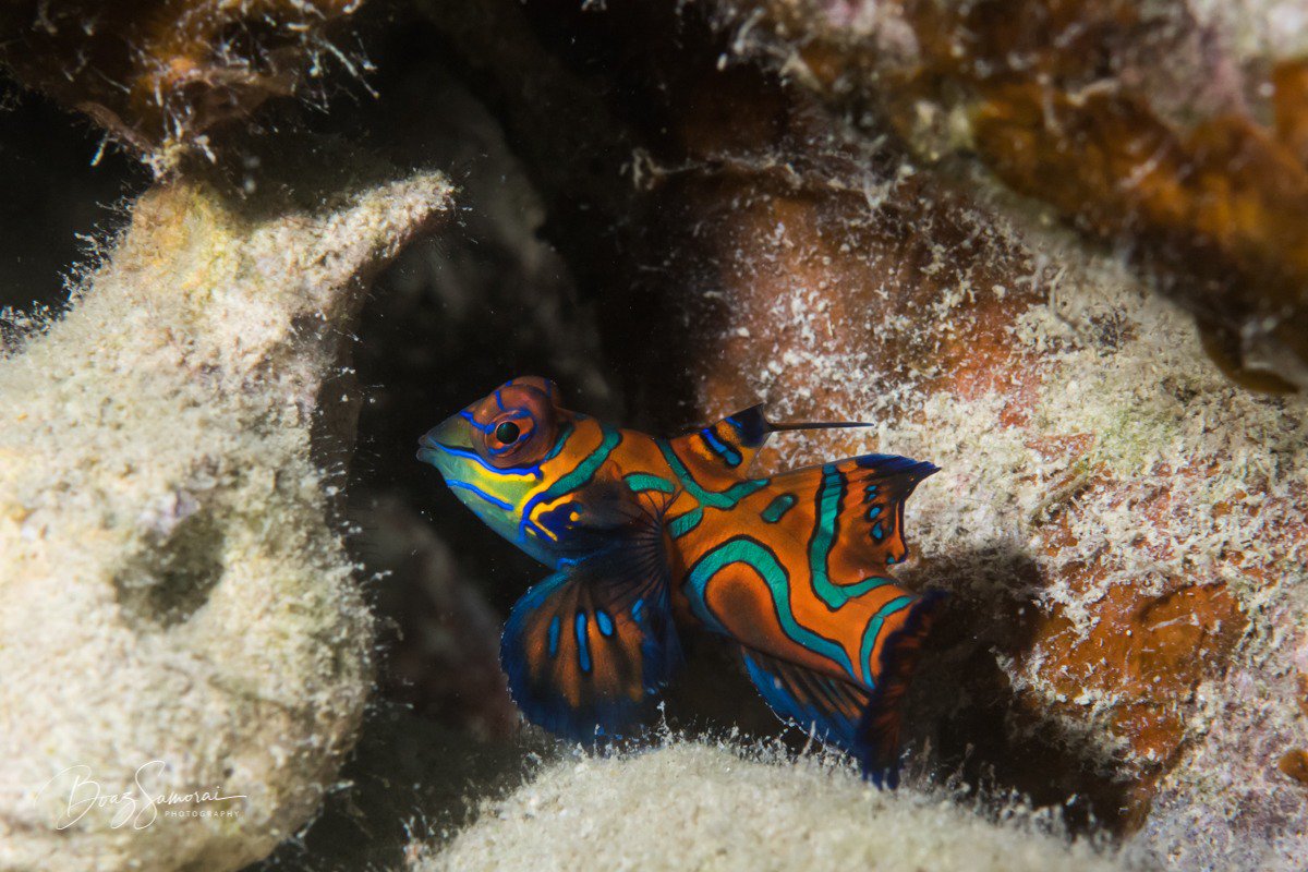 safari_deluxe's tweet photo. Boaz Samorai a very talented UW photographer visited from Israel. Boaz was the first photographer ever to dive and shoot our new house reef - here some of his photos - lots of juvenile fish & mandarins down there :-) #palau #housereef #photography #divepackage #scuba #scubadiving https://t.co/aTNrHaLUJw