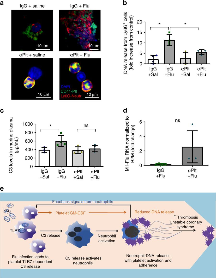 Sonja Schmid (@lake_octopus) on Twitter photo The role of platelets in mediating a response to human influenza infection nature.com/articles/s4146… <a href="/NatureComms/">Nature Communications</a> The role of platelets in mediating a response to human influenza infection nature.com/articles/s4146… <a href="/NatureComms/">Nature Communications</a>