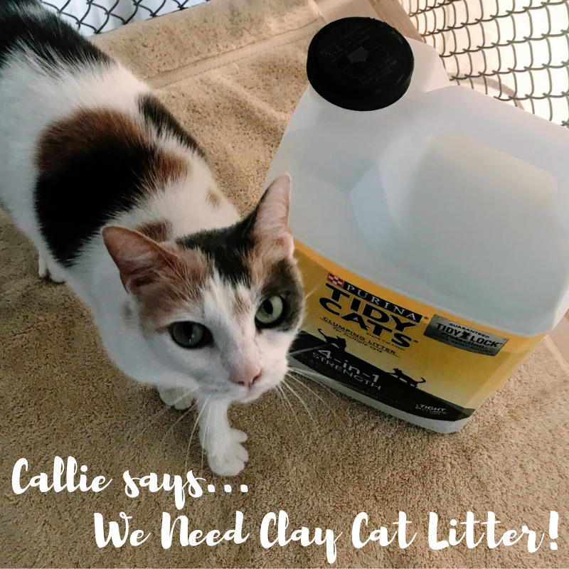 HumanePinellas's tweet photo. Callie wants you to know... HSP IS IN NEED OF CLAY CAT LITTER! She would love if you could #help out her #SeniorPetConnection friends by donating any clay cat litter that you may be able to spare. Please drop off donations during our operating hours! #pinellas #community https://t.co/TTeoVRYTFv