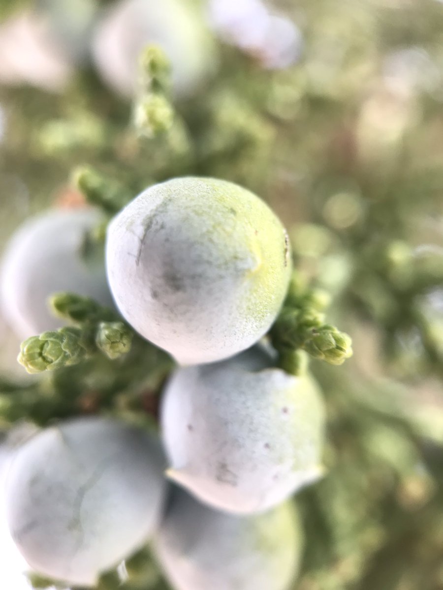 PlantMafia's tweet photo. Enjoyed our trip to @GrandCanyonNPS very much! Of course, @moment #macrolens made it more spectacular ;) https://t.co/gYnCNqMo9b