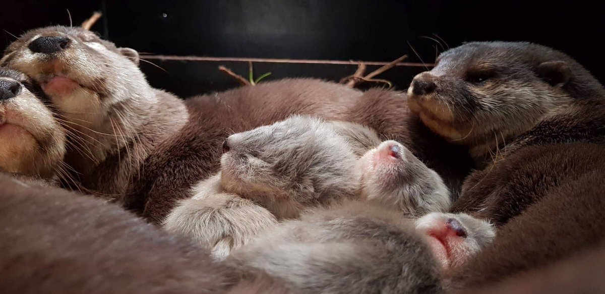 villedelyon's tweet photo. Nouvelles naissances de 4 bébés loutres au Zoo de Lyon !
👉 https://t.co/kdQTSwZ51Q https://t.co/b1Rga3vH7A
