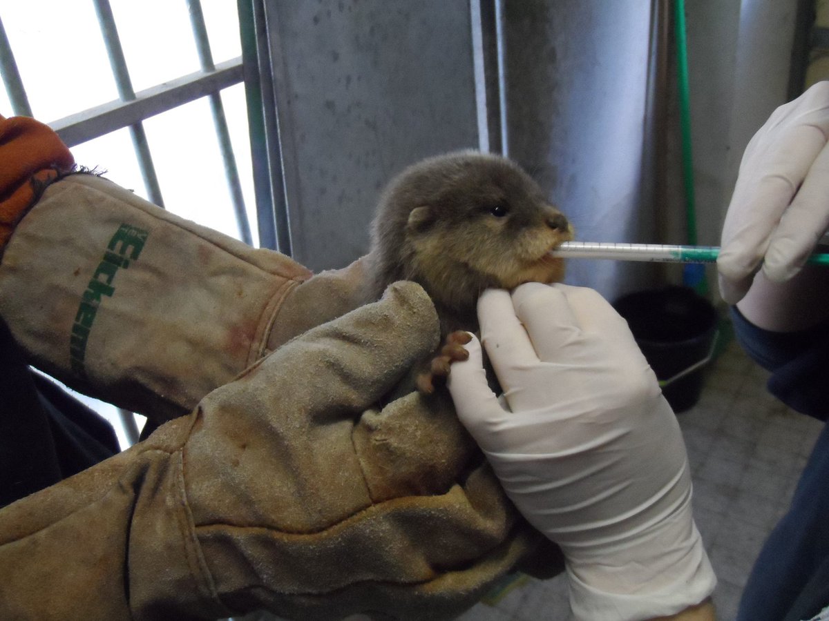 villedelyon's tweet photo. Nouvelles naissances de 4 bébés loutres au Zoo de Lyon !
👉 https://t.co/kdQTSwZ51Q https://t.co/b1Rga3vH7A