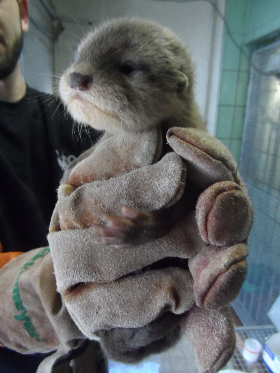 villedelyon's tweet photo. Nouvelles naissances de 4 bébés loutres au Zoo de Lyon !
👉 https://t.co/kdQTSwZ51Q https://t.co/b1Rga3vH7A