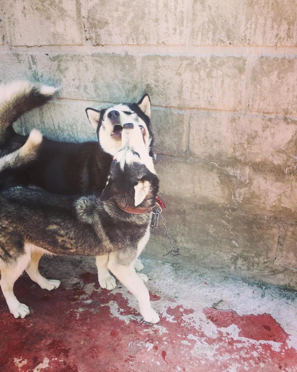 alanegrin's tweet photo. -tenemos que hablar! 
- 🐺😩 https://t.co/oFj1C63uHe