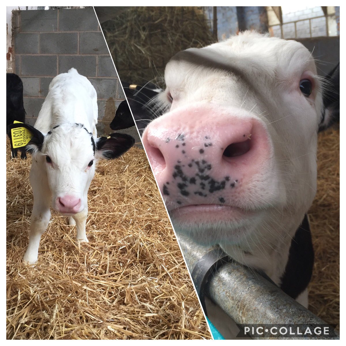 Lauren_Arndt5's tweet photo. Weigh day Wednesday for this monthโs Calf Club visits for @DalesideFarmVet ๐๐ช๐ฎ #TeamDairy #Calves #VetTeching. https://t.co/MQ6h1tm18g