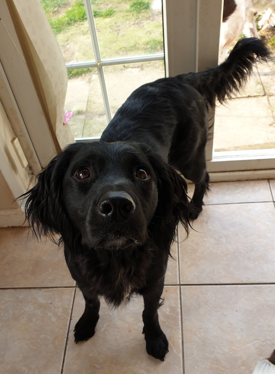 SpringerSaint's tweet photo. @EdwinandHubble @Albertspanner @nortylucy @BennyBoygr @Mollie_the_Lab @greenmoleracing @MawsonGSP @AnnieBBarks @HighlandIsla @Obi_Obs @IrvineJackie @Dougal_the_Lab @DexyDuck Siuna's looking smug #NoConeRequired
My legs get bashed enough with the clumsy lump that is Talisker anyway https://t.co/bffnCQuWt5