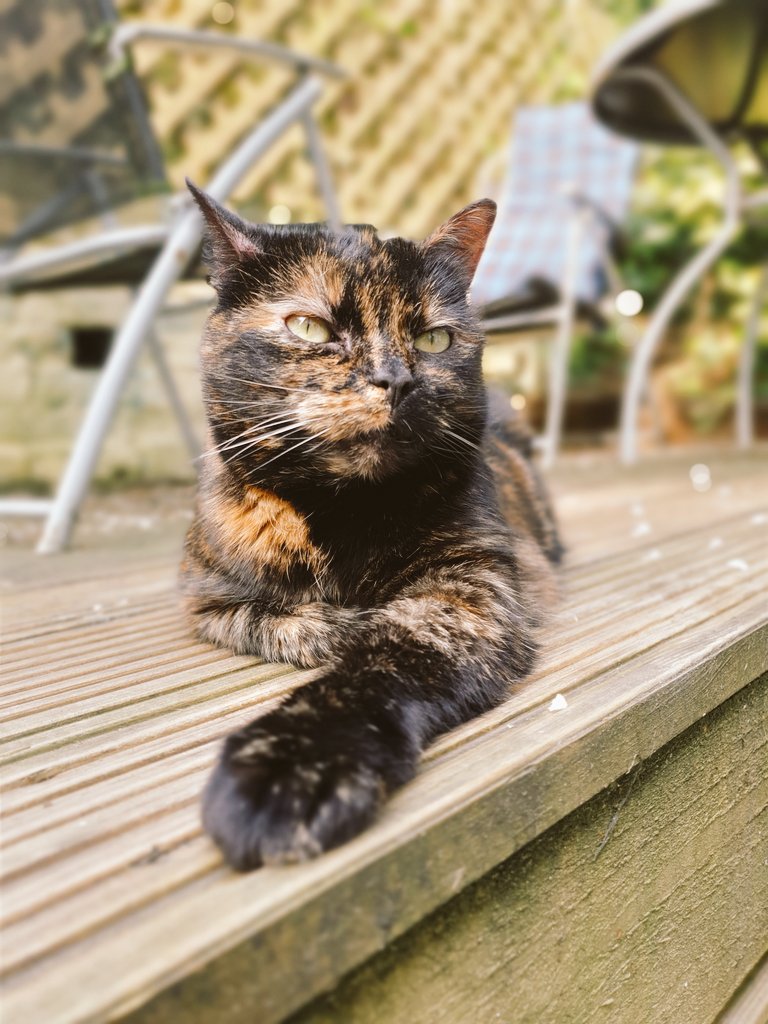 MarcusNovius's tweet photo. Chilax #mungo #cats #CatsOfTwitter #7daysoff https://t.co/JHNABqxlqX