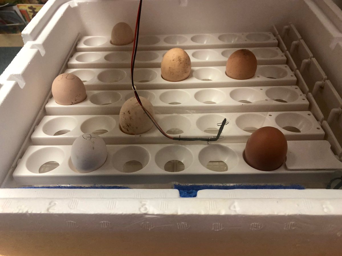 OrczyY's tweet photo. The babies are here!!!! Ogle is ready with 7 beautiful eggs and we are all excited for this hatching journey! Stay tuned! #firstgradeshennanigans #oglechickadventures2019 @OgleElem #oglestory https://t.co/KDKJ2x1UDC