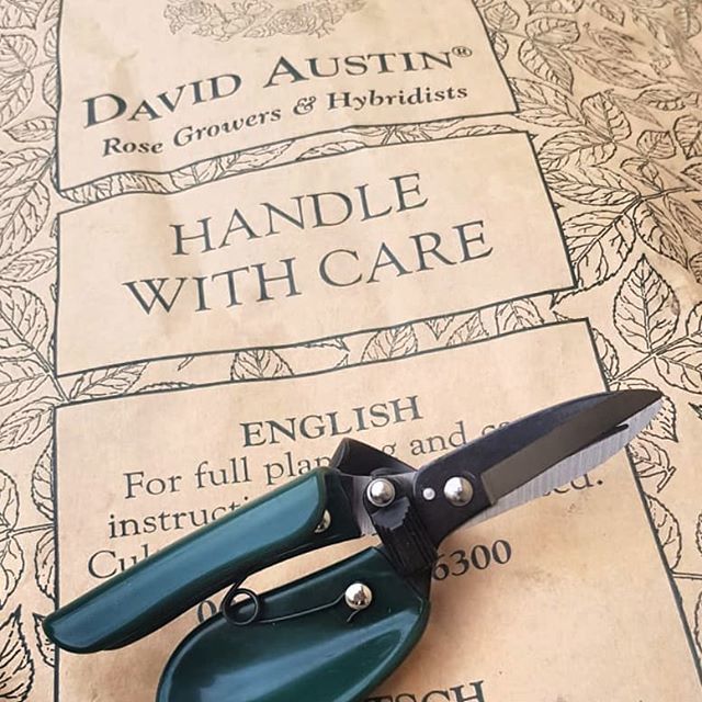 fliXXd_it's tweet photo. The time of the roses is nigh! #englishrose #roses #davidaustin #letsplanttogether https://t.co/NGqOawmRrA https://t.co/8GSiwXG7cy
