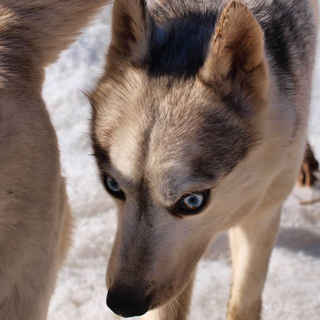 kokeshkokesh's tweet photo. My little monster
#roo #dog #stare  #winter #wolf #noperson #eye #nature #snow #animal #cute #fur #portrait #husky #canine #outdoors #mammal #frosty #cold #looking #young #little #olympuse420  #hashtaggerandroid https://t.co/05KXszoIpT https://t.co/zodFKwyQgl