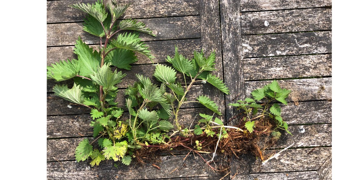 LizTomkinson's tweet photo. Blasted #nettles in the garden with their insane root system - no wonder they are so hard to control! Wish there was a garden version of  #GrazonPro !!! https://t.co/NMBzD84QEH