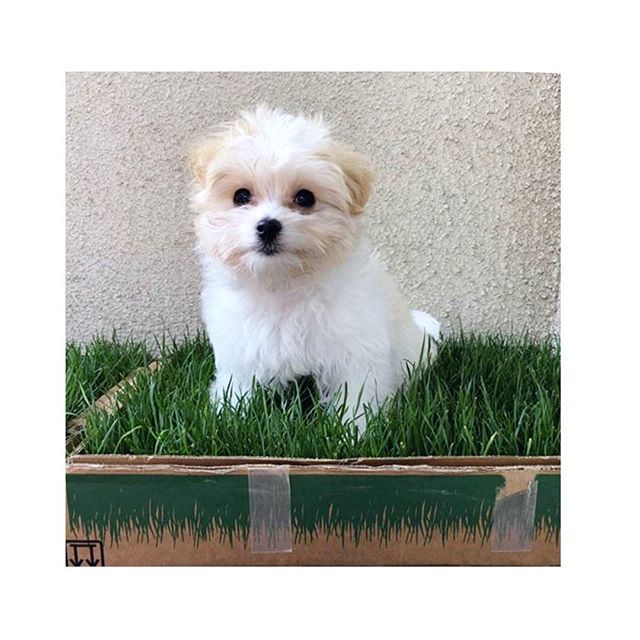 FreshPatch's tweet image. Shout out to this handsome good boi — who officially has the hang of this REAL grass thing 💚🌱 #freshpatchPUP #PottyingLikeABoss #WelcomeToTheFamCutie ! @_bailey_adventures bit.ly/2vcc7zS