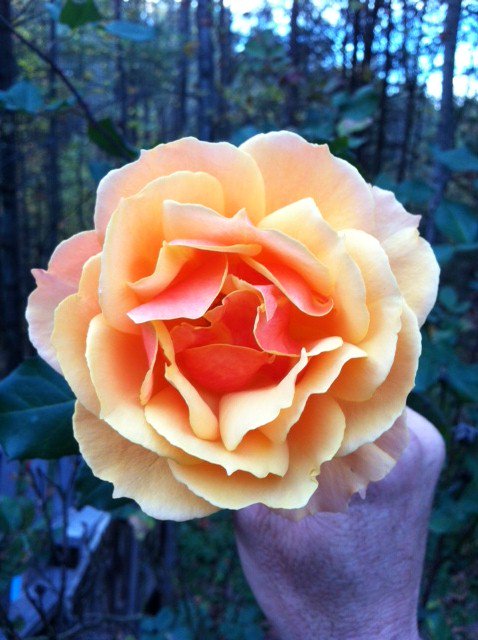 TealSeptember's tweet image. Wednesday, April 17, 2019
107th day of the year
Summer begins in 65 days
#AboutFaceRose #BiColored #Grandiflora #Rose #Roses #Bush #MyFlowers #Flowering #CutFlower #2018Memory #Gardening #Flower #Spring #Summer