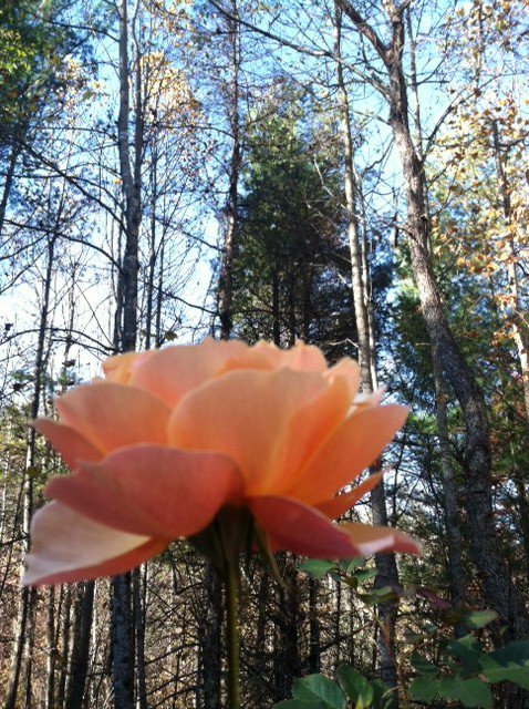 TealSeptember's tweet image. Wednesday, April 17, 2019
107th day of the year
Summer begins in 65 days
#AboutFaceRose #BiColored #Grandiflora #Rose #Roses #Bush #MyFlowers #Flowering #CutFlower #2018Memory #Gardening #Flower #Spring #Summer