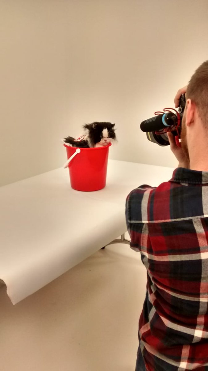 FundraisingCat's tweet photo. #RedCrossWeek photoshoot dreamies!!!!! A purr-fect afternoon to promote the amazing @BritishRedCross . 

#Powerofkindness #TeamRedCross #CharityTuesday #charity #fundraiser #CatsOfTwitter #cats #catsofinstagram #feline #dreamies https://t.co/EpqQ8KGkNg