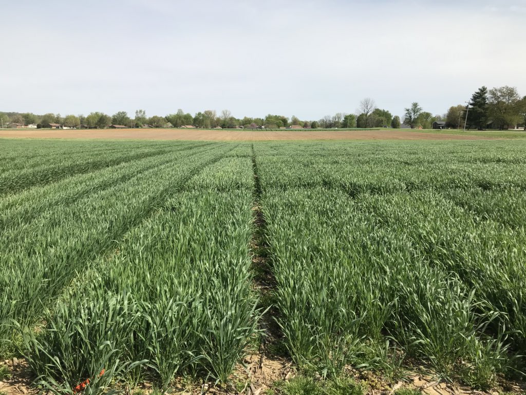 Henderson Becks variety testing site looks phenomenal! Great job by the testing team on this site, the fall was very challenging for variety plots. #WeAreBecks