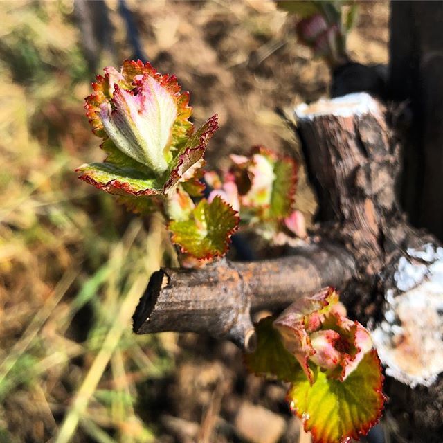 Budbreak in the Muchas Piedras Alicante Bouschet. #fieldblend #manyrocks #moonmountaindistrict bit.ly/2GqatzU