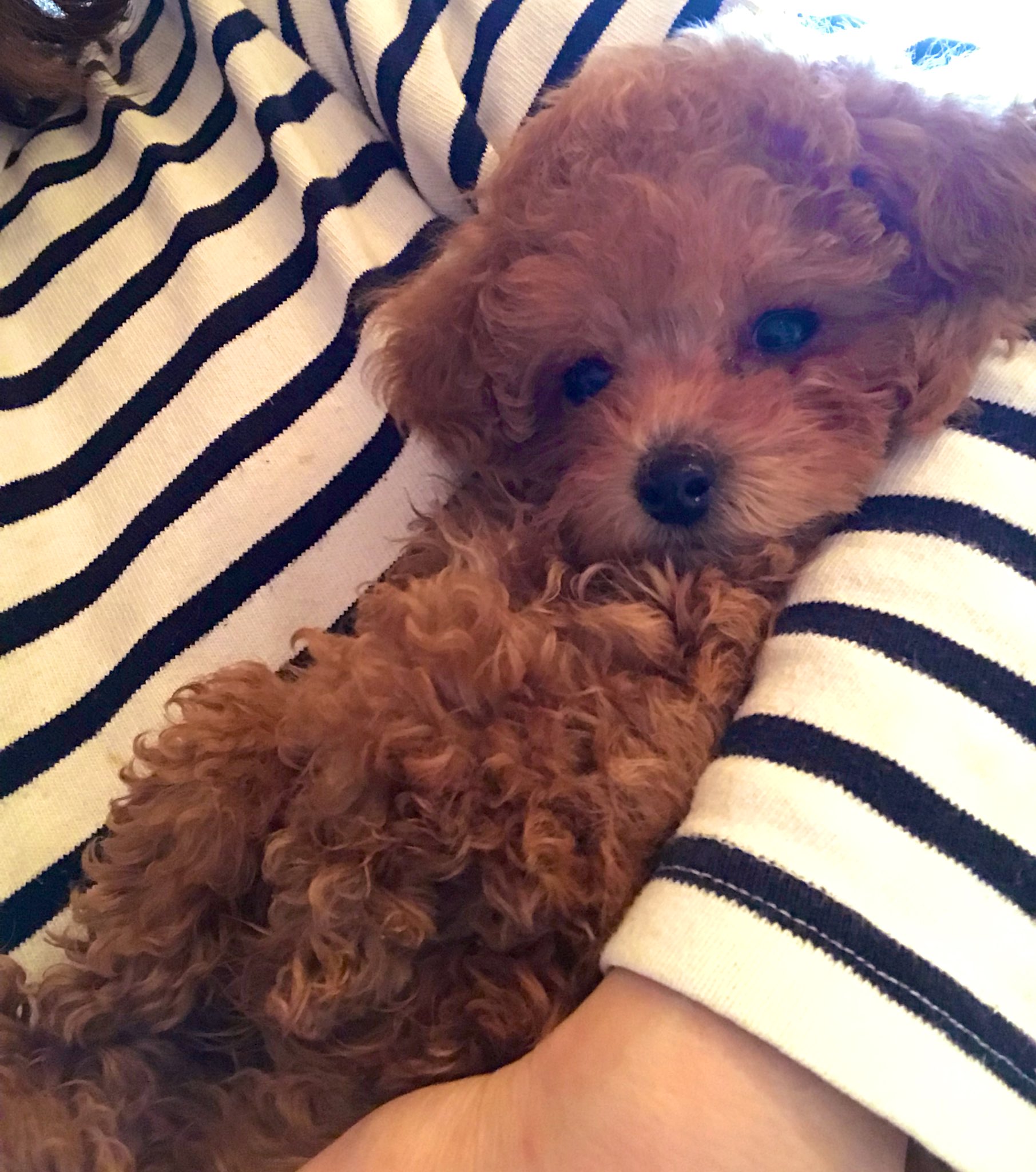 From Merry ほっこりプードルのお家 Ar Twitter チェルくん 抱っこが大好き トイプードルパピー トイプードル 犬好き 犬好きさんと繋がりたい 子犬と一緒に暮らす 癒される犬 可愛い犬 ティーカッププードル