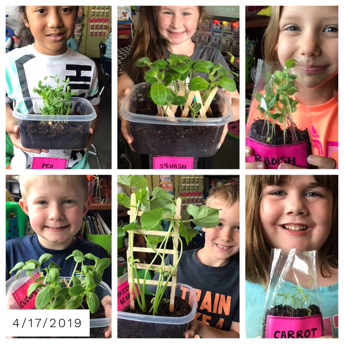 ashley_hinck's tweet image. Look at the growth our vegetable plants have made in just 6 days!!  Left is today, 4/17 and right is 4/11🌿🌶🥬🥒🥕🌱 @LBSharks @isdscience #isdstrong #isdfirst #goingbeyond #sharks4life #vegetablegarden #plantgrowth