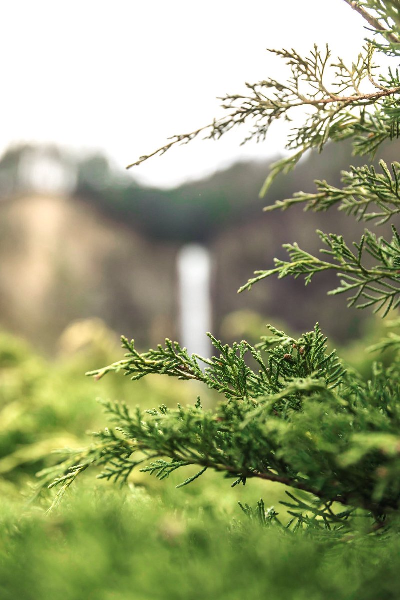 coffee_n_mtns's tweet photo. Multnomah Falls, Oregon https://t.co/ofuvf9PdyQ