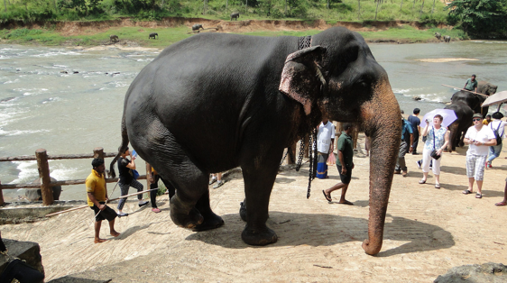 stae_elephants's tweet photo. Chained &amp; pushed by a weapon whilst tourists take photos - is this the right life for Asian elephants - slavery &amp; daily threats of violence for tourism? Demand @ABTAtravel help the desperate elephants whose lives are that of fear, isolation &amp; beatings @marcthevet @ChrisGPackham https://t.co/kd9Zd6xE19