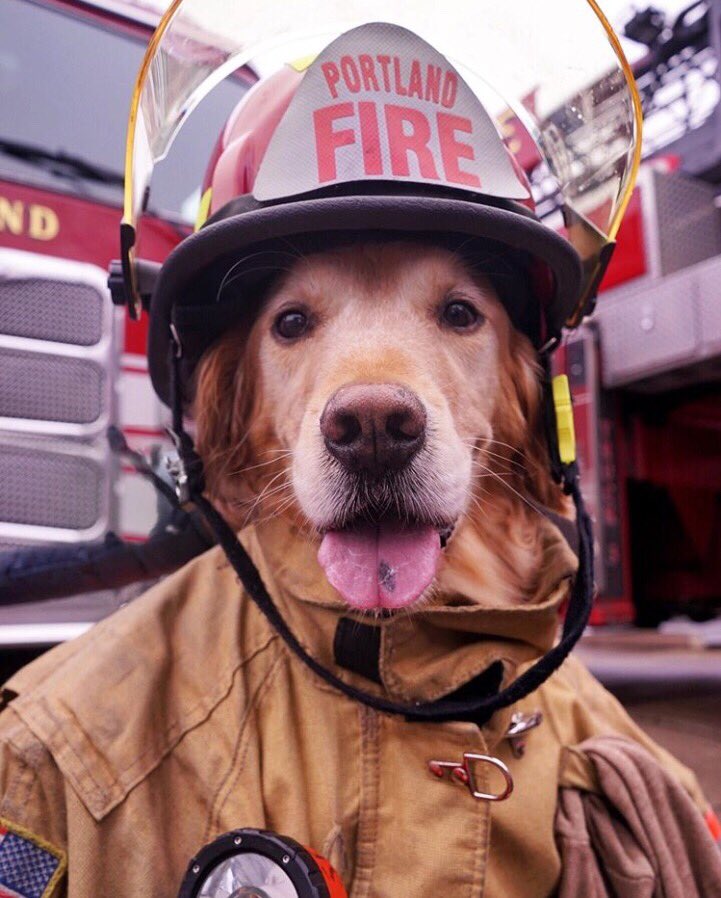 LearyFF's tweet image. This honorary @PDXFire K-9 has a fire safety message: a closed door can slow the spread of a house fire. 
// @RustyRodas