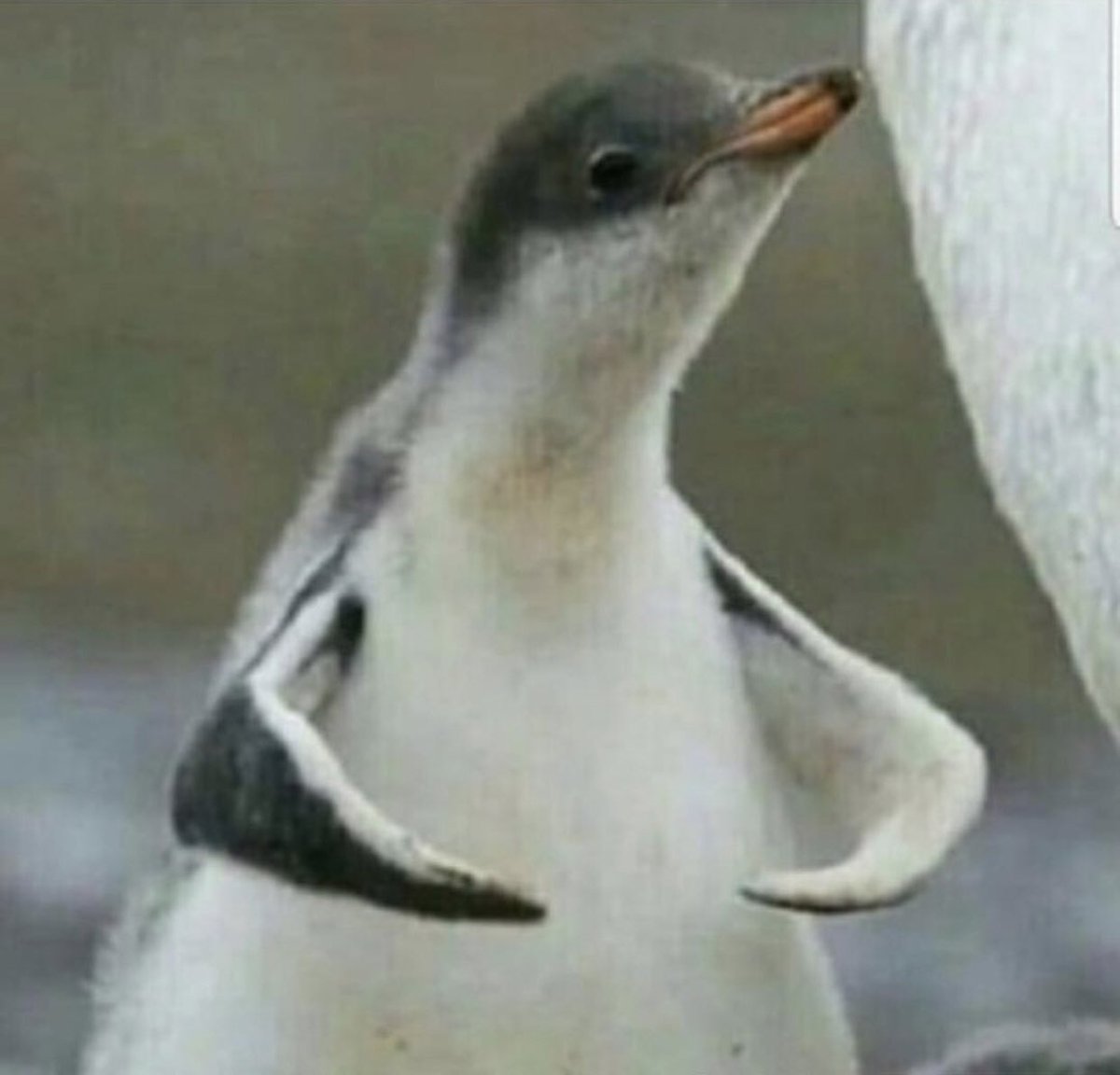CVillarreal12's tweet photo. Nobody:

Not a single soul:

Me in the weight room: https://t.co/tYCtfeHAml