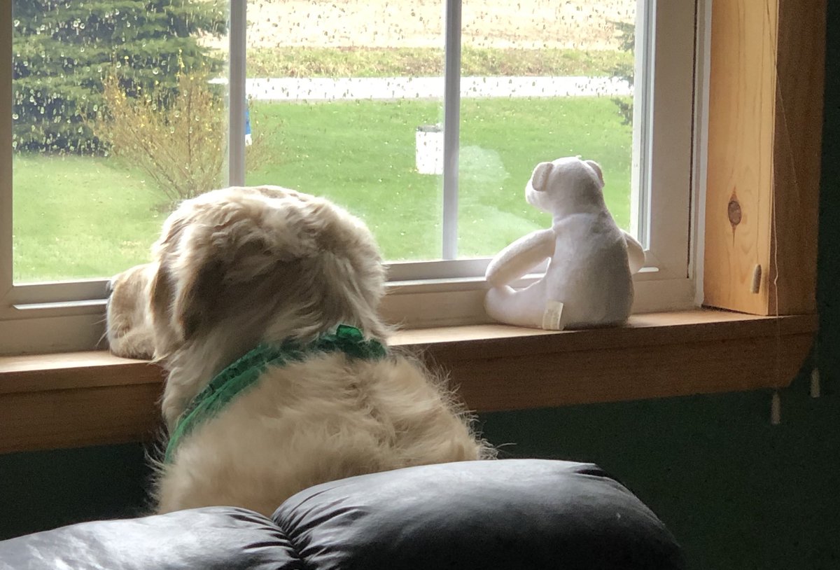 WalterTheGolden's tweet photo. Still on squirrel patrol. My new fren is helping today.
#wednesdaywithwalt
#DogsofTwitter #GRC
@TheGoldenRatio4 https://t.co/AQq3D3YmOf