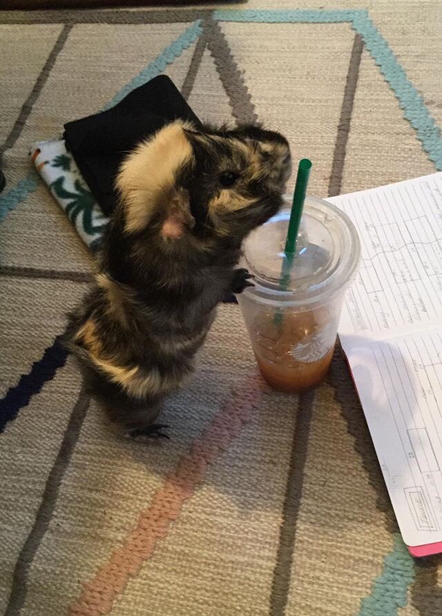 draggypigs's tweet photo. It’s that kind of morning... ☕️ https://t.co/cpTiUAQTRI