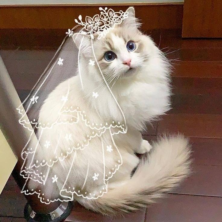 #cat