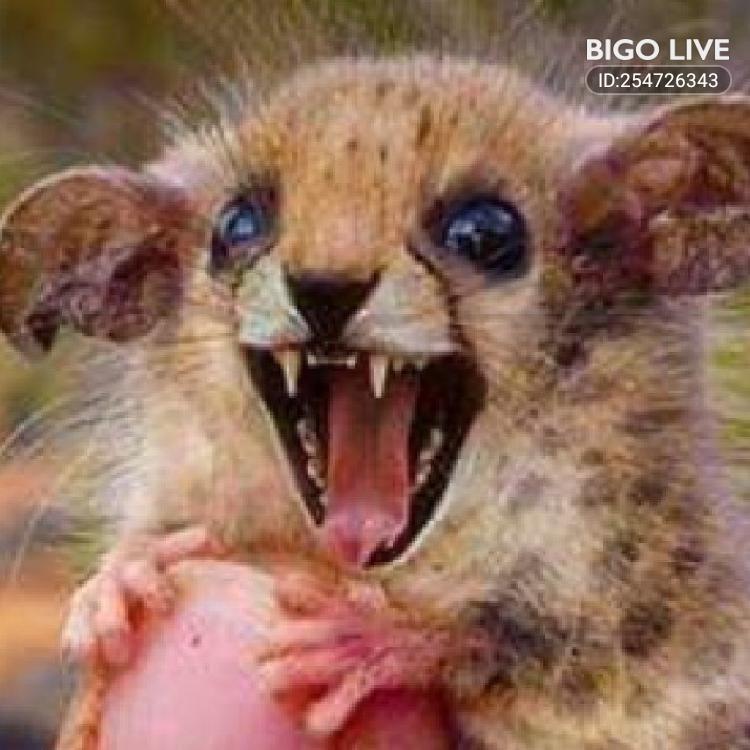 DaJohnnyMoonSho's tweet photo. Come and see Square&amp;Compass👾's LIVE in #BIGOLIVE  
https://t.co/0uKrxf53IM https://t.co/HkHLu8N9mp