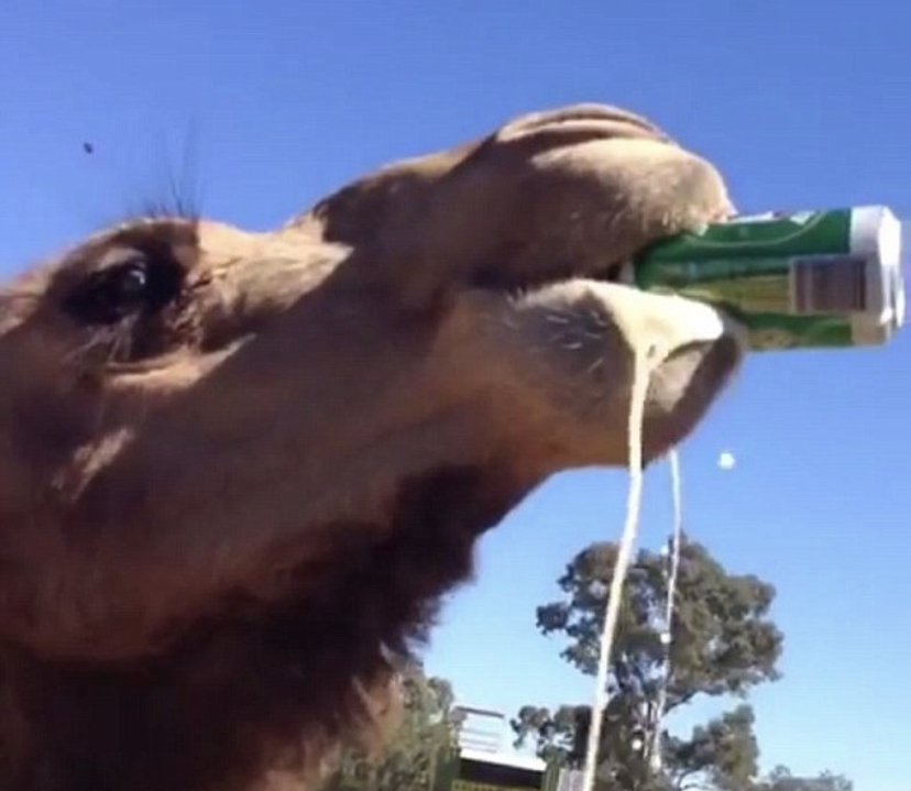 Happy Hump Day! Treat yourself to a cold craft #stumblebrew or two. 
Stars Catering will be making pizza 5-8.