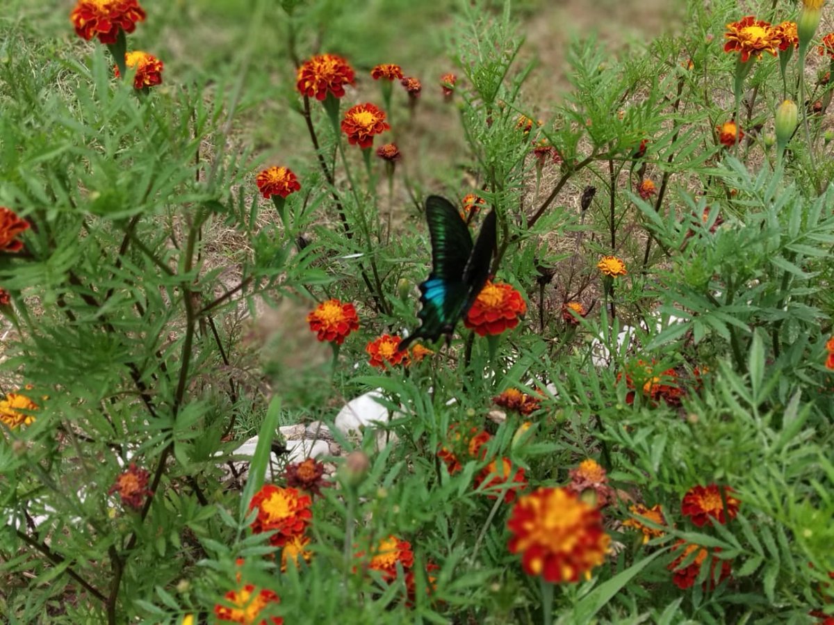 whatsupkamal's tweet photo. Don't chase the Butterflies Tend Your Garden  n They Come!!! #incredibleindia #incrediblehimalayas #himachaltourism #HimachalPradesh #tirthanvalley #exploretheworld @naturegateway @ecojourneysin https://t.co/Xin8qwopj1