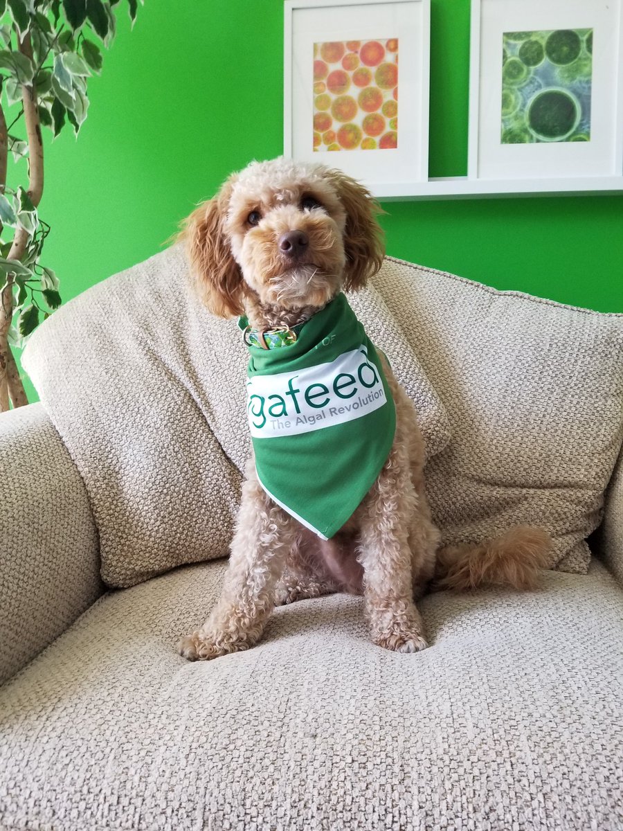 algafeed's tweet image. Our official mascot of #algafeed! #microalgae #algae #aquaculture #hatcheries #shrimp #shellfish #minigoldendoodle #mascot #thealgalrevolution