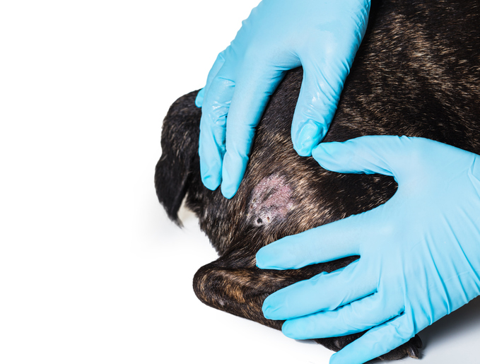 Dog_Tap's tweet photo. What’s the Best Dog Food for Pups with Skin Allergies? https://t.co/engTJCbZm2 https://t.co/aTI1FgbhXX