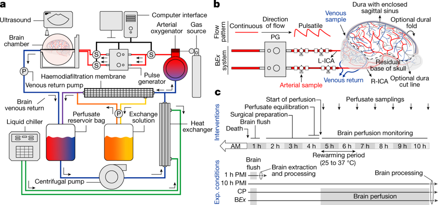 Mazharomics's tweet photo. Scientists could successfully revive partial circulation and function of pig brain hours after death.

#BExTechnology

https://t.co/7g2KqiEKSU https://t.co/qR11zWYIxx