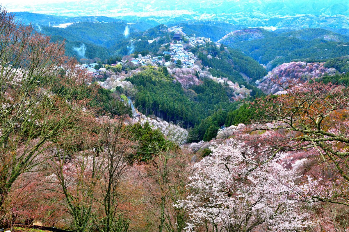 田神晋吾 およそですが吉野山の麓 近鉄吉野駅は標高２０７ｍ程 金峰山寺のある吉野山稜線付近 中千本 は標高 ３０３ｍ程 撮影を行った花矢倉展望台 上千本 は標高５７９ｍ程です