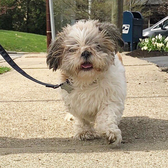 fluffernutterny's tweet photo. He’s a man about town, a fluff about scruff. 🐶✨ https://t.co/t0OgeeDRYW https://t.co/CMaAbq5TyG